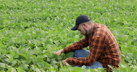 Agronomist farmer examining development of green soybean Video stock 175983917