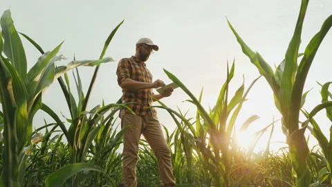Agronomist farmer man using tablet computer in cornfield Stock Footage 156494110
