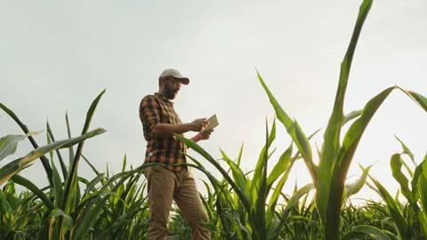 Agronomist farmer man using tablet computer in cornfield Stock Footage 273243381