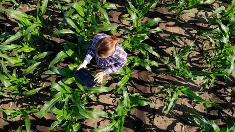 Agronomist in green corn field Stock Footage 113643063