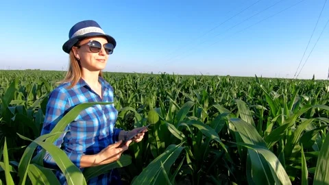 Agronomist in green corn field Stock Footage 153220193