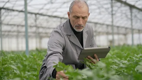 Agronomist in greenhouse using digital tablet Stock Footage 123216343