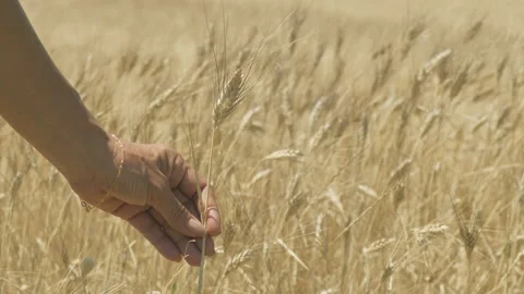 Agronomist hand checking quality of organic cereal plants growth in wheat field Stock Footage 145128997