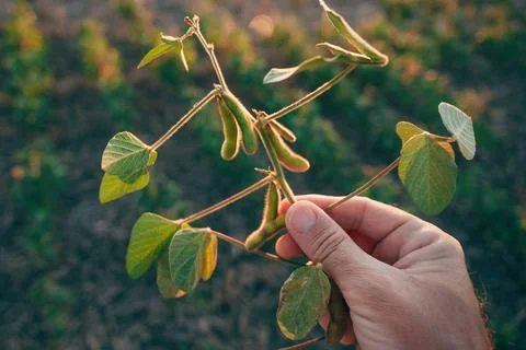 Agronomist hand checking soybean pod health and maturity in a lush field at.. Stock Photos
