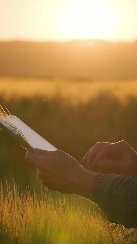 Agronomist hands evaluating barley ear with tablet thumbs up sunset Stock Footage 337351541