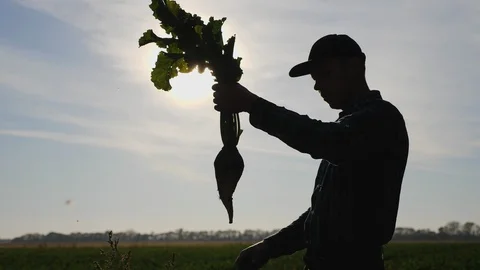 Agronomist holding a root vegetable of sugar beet Stock Footage 96490176
