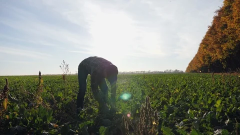 Agronomist holding a root vegetable of sugar beet Stock Footage 96490498