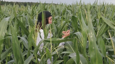 The agronomist holds a tablet in his hands and walks along the cornfield. The Stock Footage 119376205