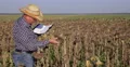 Agronomist Inspect Sunflower Crop Field and Notes Plant Characteristic in Agenda 4k or 4k+ Resolution