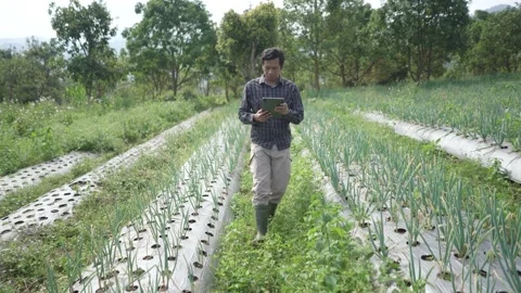 Agronomist inspecting onion crop using tablet in field farming technology Stock Footage 311579573