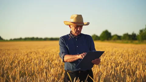 Agronomist inspecting wheat field Stock Footage 135604253