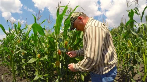 Agronomist inspects corn field. 库存影片 52461844