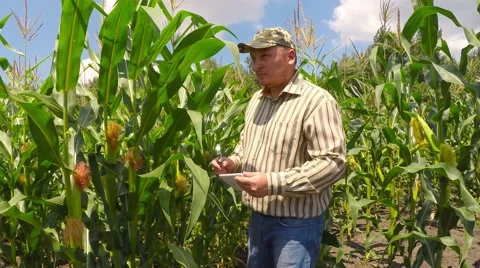 Agronomist inspects corn field. Video stock 52461845
