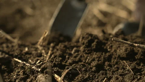 An agronomist inspects seed placement using a hand shovel Stock Footage 305261689
