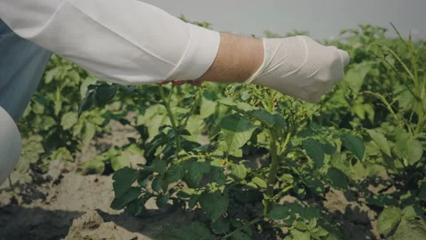 Agronomist inspects seedlings Stock Footage 135251420