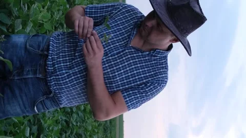 An agronomist inspects soybean crops growing on a farm. The concept of Vídeo Stock 250352893