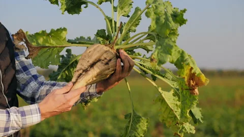 Agronomist inspects the sugar beetroot in hands, close-up Stock Footage 139005688