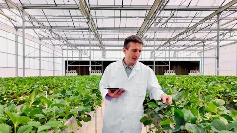 Agronomist in a lab coat uses a tablet to inspect strawberries growing Stock Footage 325708411