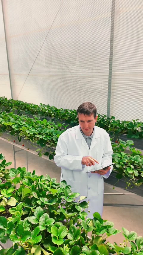 Agronomist in a lab coat uses a tablet to inspect strawberries growing Stock Footage 325708425