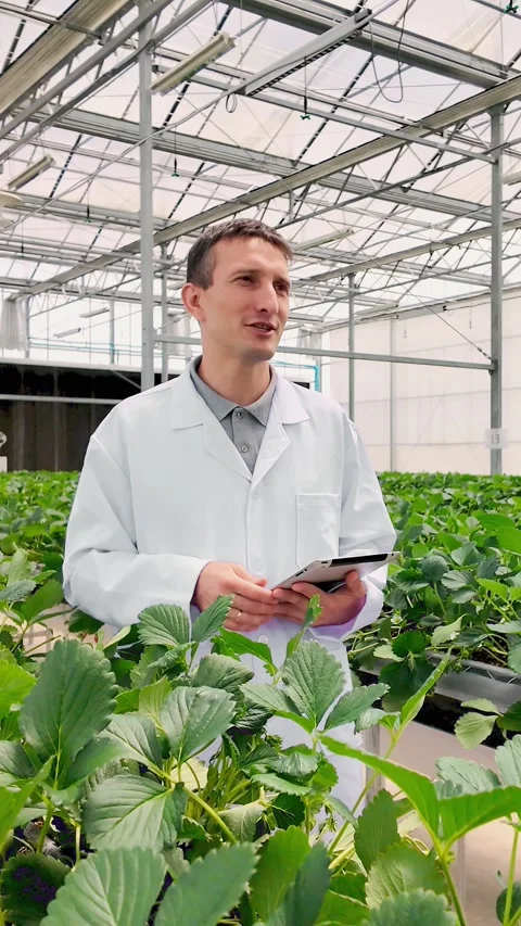Agronomist in a lab coat uses a tablet to inspect strawberries growing Stock Footage 326727016