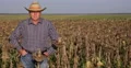 Agronomist Looking Camera Proud Farmer Man Presentation Sunflower Harvest Field 4k or 4k+ Resolution