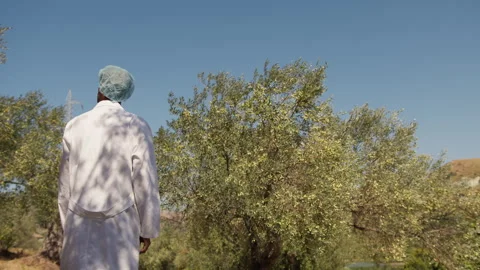 Agronomist looking at olive trees in the countryside Stock Footage 281112021