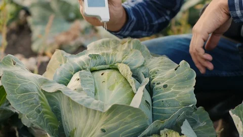 Agronomist measures the amount of nitrates in cabbage Stock Footage 116715381