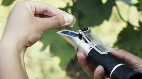Agronomist measures the amount of sucrose in the grape juice 库存影片 238533689