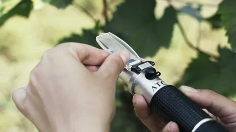 Agronomist measures the amount of sucrose in the grape juice 스톡 동영상 238539519