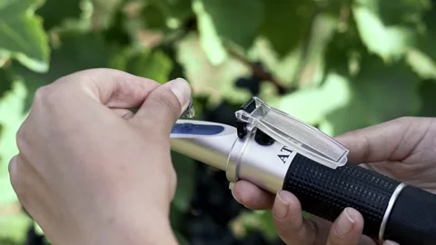 Agronomist measures the amount of sucrose in the grape juice Video stock 238539686