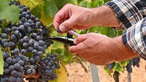 Agronomist measures the level of sugars in grapes with the refractometer. Stock Footage 316077053