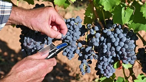 Agronomist measures the level of sugars in grapes with the refractometer. Stock Footage 317752563