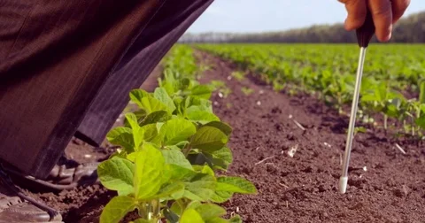 An agronomist is measuring the temperature of the ground Stock Footage 76941835