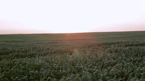 Agronomist with a notebook in a green field at sunset 스톡 동영상 76997583