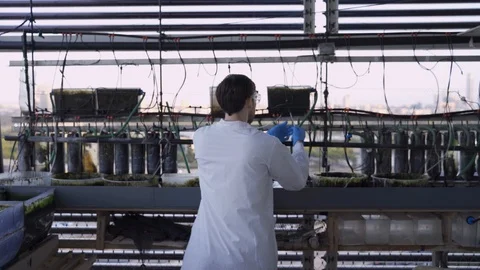Agronomist or biotech scientist checking equipment in a lab with different algae Stock Footage 112657433