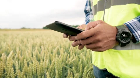 Agronomist in overalls enters data into a tablet, male hands hold a tablet on a Stock-Footage 202608403