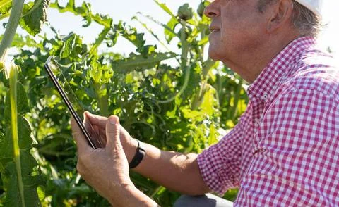 Agronomist performs quality inspection with a technological device, cutaway.. Stock Photos