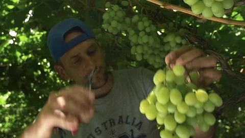 Agronomist picking grapes . The harvest season in the wine regions . Stock Footage
