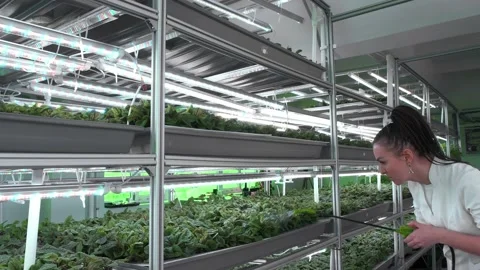 Agronomist processes young plants from midges Vidéo 175802033