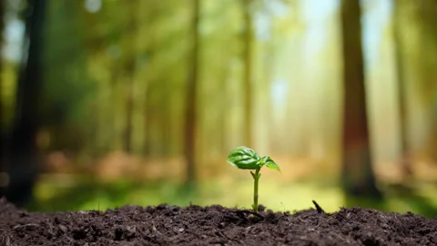 Agronomist putting small seeds inside black fertile soil for growing organic Video stock 147883388