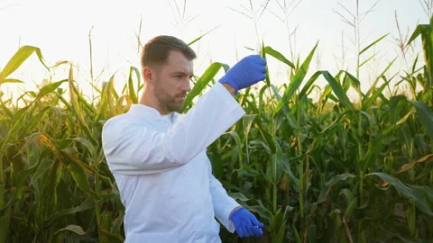 Agronomist scientist analyzing corn plant in field Stock Footage 317773774