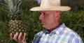 Agronomist Study Tasty Juicy Sweet Ananas Fresh Vitamins Exotic Flavored Fruit 4k or 4k+ Resolution