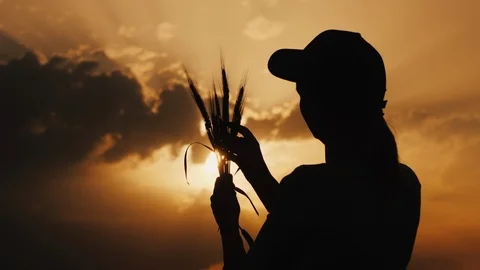 Agronomist studying the ears of wheat in the rays of the setting sun Stock Footage 109601514