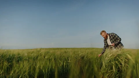 An agronomist with a tablet checks the germination level of wheat in the field Stock Footage 234265686