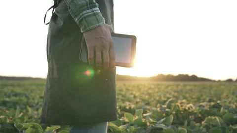 Agronomist with a tablet on a soybean field in the light of the rays of the sun. 스톡 동영상 198002010