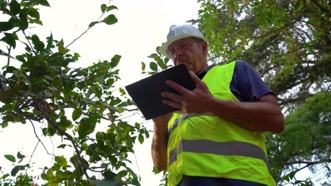 Agronomist with a tablet using a program, checks the leaves of a tree and typ Stock Footage 219506202