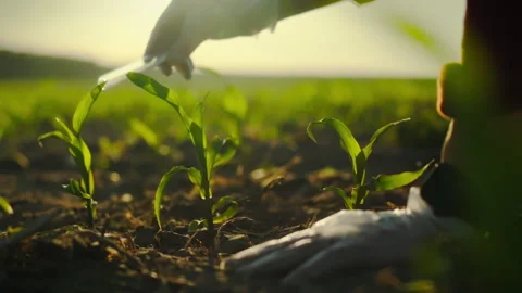 An agronomist uses modern methods on a plantation to grow corn for a good ha Stock Footage 276915508