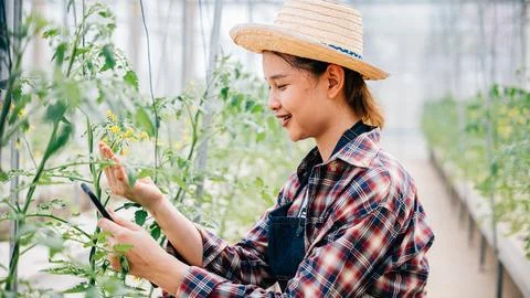Agronomist uses tablet to explore tomato farm for increased productivity Foto stock