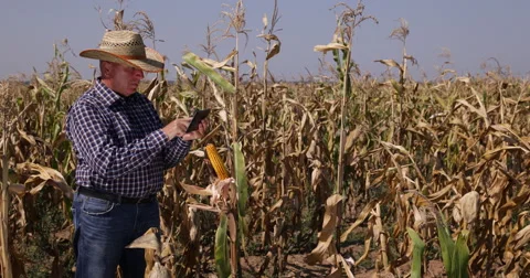 Agronomist Using Modern Technology Farmer Man Walks Through Corn Field Farm Crop Vidéo 55015346