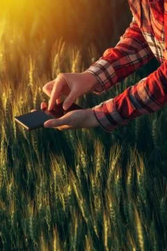 Agronomist using smart phone app to analyze crop development Stockfoto's